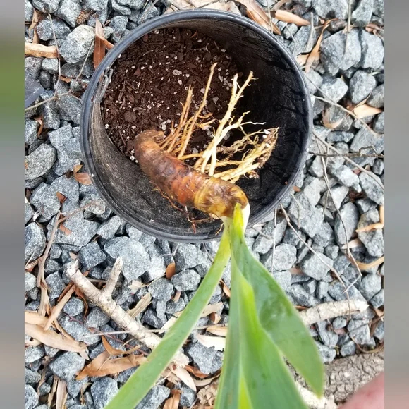 5 for 15$ Bearded Iris Rhizomes - Purple - Picture 11 of 14